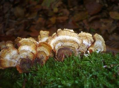 Braunsamtiger Schichtpilz, Foto 2