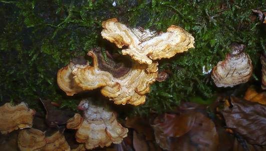 Braunsamtiger Schichtpilz, Foto 4