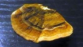 Braunsamtiger Schichtpilz, Foto 7
