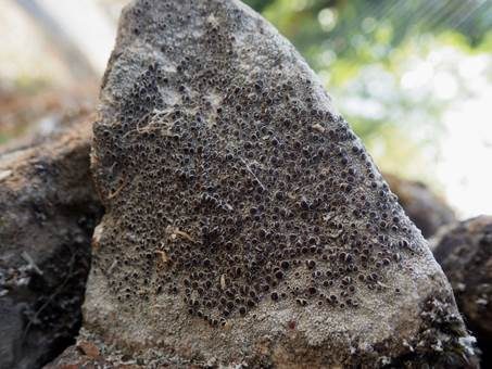 Braunscheibige Krustenflechte, Foto 4