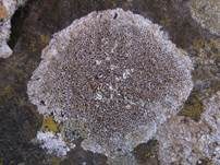 Braunscheibige Krustenflechte, Foto 6