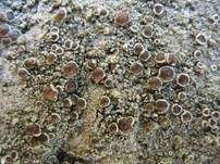 Braunscheibige Krustenflechte, Foto 7