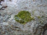 Braunscheibige Krustenflechte, Foto 8