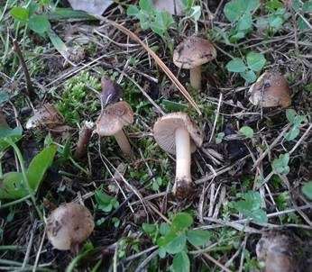 Braunscheibiger Risspilz, Foto 5