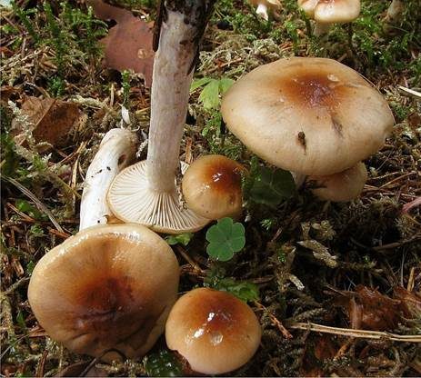Braunscheibiger Schneckling, Foto 2