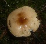 Braunscheibiger Schneckling, Foto 9