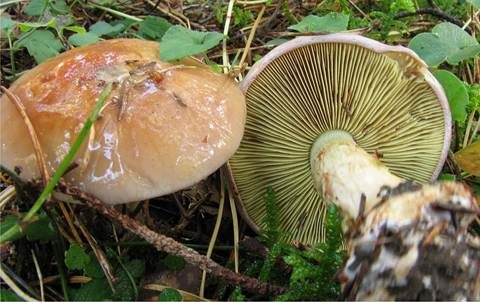 Anisklumpfuß, Foto 2
