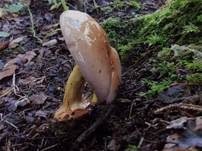 Anisklumpfuß, Foto 6