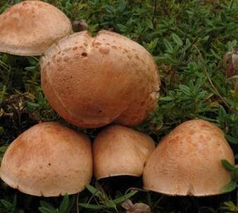 Braunscheibiger Schwefelritterling, Foto 5