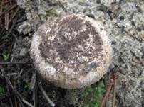 Braunscheidiger Wulstling, Foto 13