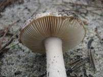 Braunscheidiger Wulstling, Foto 15