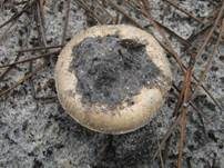 Braunscheidiger Wulstling, Foto 16