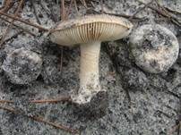Braunscheidiger Wulstling, Foto 17