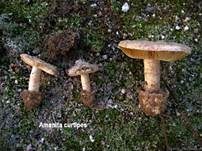 Braunscheidiger Wulstling, Foto 6