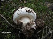 Braunscheidiger Wulstling, Foto 11