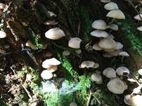 Braunschneidiger Wasserfuß, Foto 13
