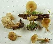 Braunschneidiger Wasserfuß, Foto 32