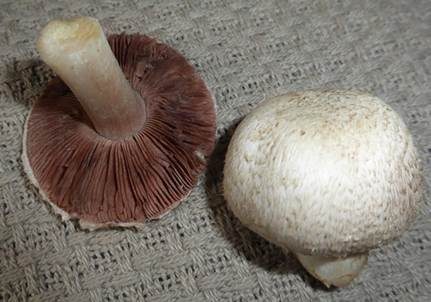 Braunschuppiger Wiesenchampignon, Foto 2