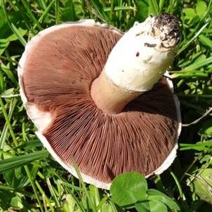 Braunschuppiger Wiesenchampignon, Foto 3