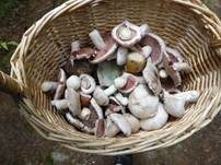 Braunschuppiger Wiesenchampignon, Foto 14