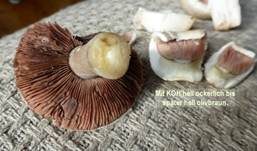 Braunschuppiger Wiesenchampignon, Foto 16