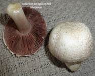 Braunschuppiger Wiesenchampignon, Foto 17