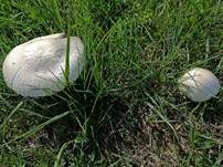 Braunschuppiger Wiesenchampignon, Foto 21