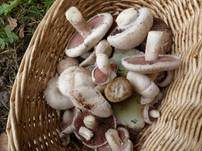 Braunschuppiger Wiesenchampignon, Foto 22