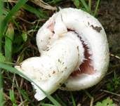 Braunschuppiger Wiesenchampignon, Foto 23