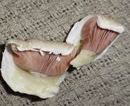 Braunschuppiger Wiesenchampignon, Foto 24