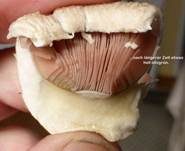 Braunschuppiger Wiesenchampignon, Foto 25