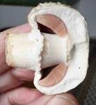 Braunschuppiger Wiesenchampignon, Foto 26