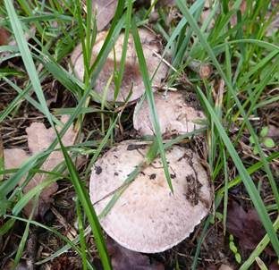 Braunschuppiger Wiesenchampignon, Foto 5