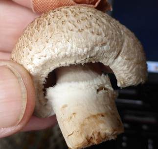 Braunschuppiger Wiesenchampignon, Foto 6