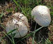 Braunschuppiger Wiesenchampignon, Foto 7