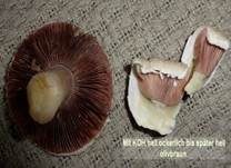 Braunschuppiger Wiesenchampignon, Foto 10