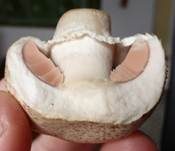 Braunschuppiger Wiesenchampignon, Foto 11