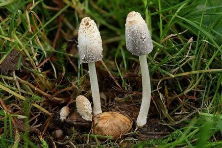 Braunschuppiger Holztintling, Foto 2