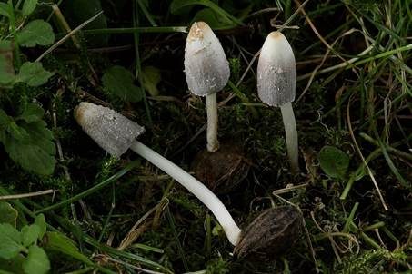 Braunschuppiger Holztintling, Foto 3