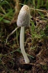 Braunschuppiger Holztintling, Foto 5