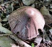 Braunschuppiger Tintling, Foto 12