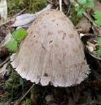 Braunschuppiger Tintling, Foto 14