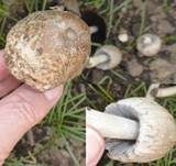 Braunschuppiger Tintling, Foto 15