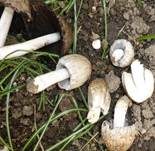 Braunschuppiger Tintling, Foto 17