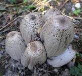Braunschuppiger Tintling, Foto 20