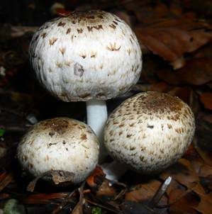 Braunschuppiger Tintling, Foto 4