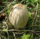 Braunschuppiger Tintling, Foto 25