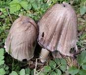 Braunschuppiger Tintling, Foto 26