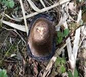 Braunschuppiger Tintling, Foto 27