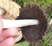 Braunschuppiger Tintling, Foto 28